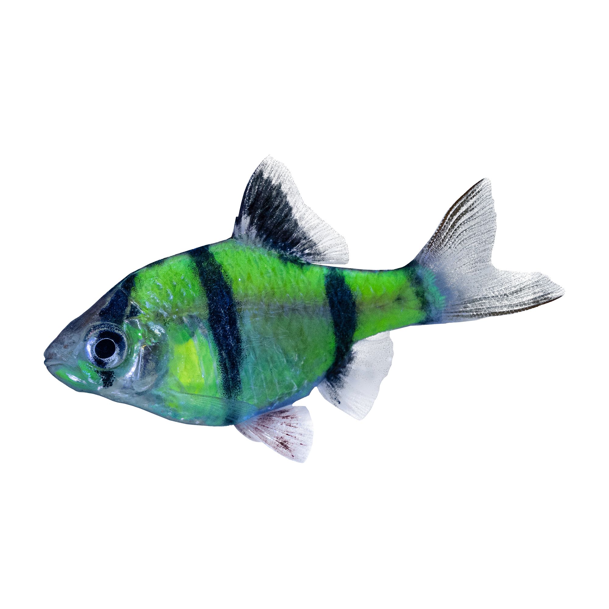 Petsmart 2024 glofish shark