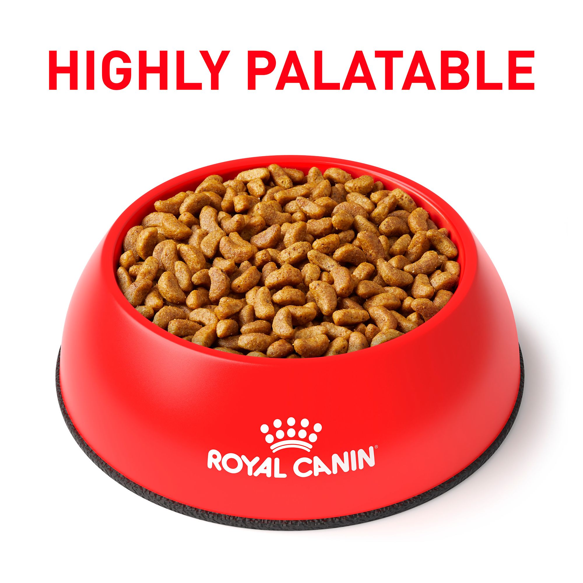 royal canin renal special dog food