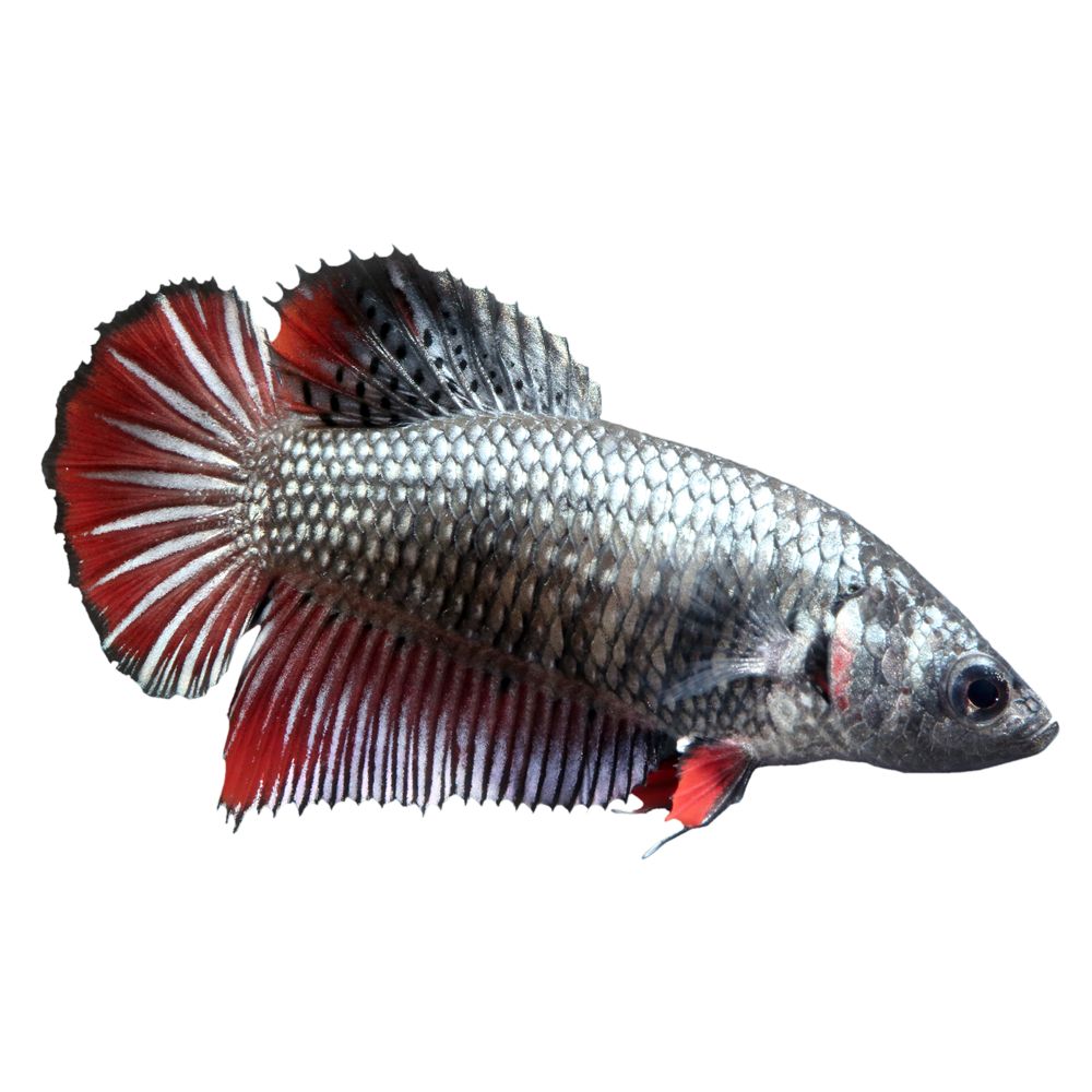 Female Halfmoon Betta Fish | fish 
