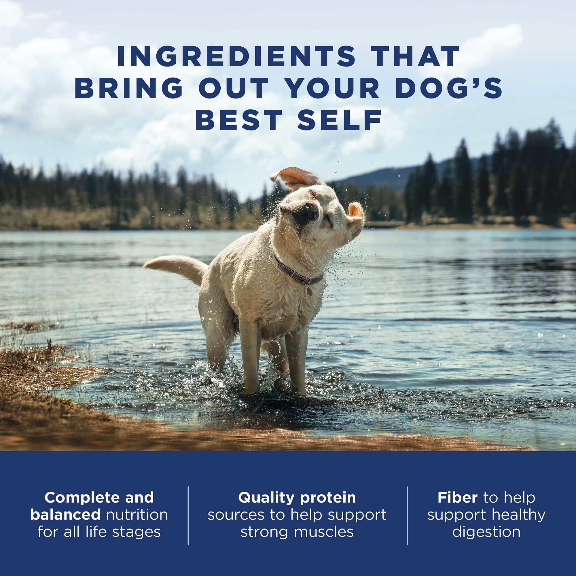 natural balance original ultra whole body health dog food