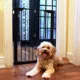 Product Cardinal Gates Extra Tall Premium Pressure Pet Gate