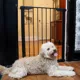 Product Cardinal Gates Extra Tall Premium Pressure Pet Gate