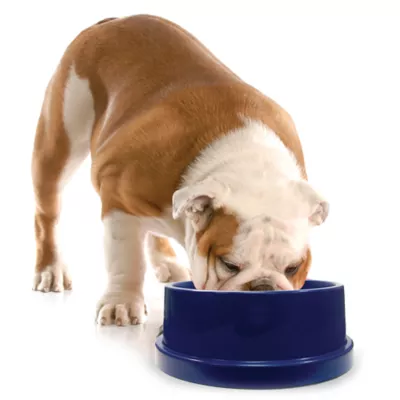 Product K&H Coolin' Pet Bowl