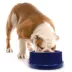 K&H Coolin' Pet Bowl image thumbnail 1