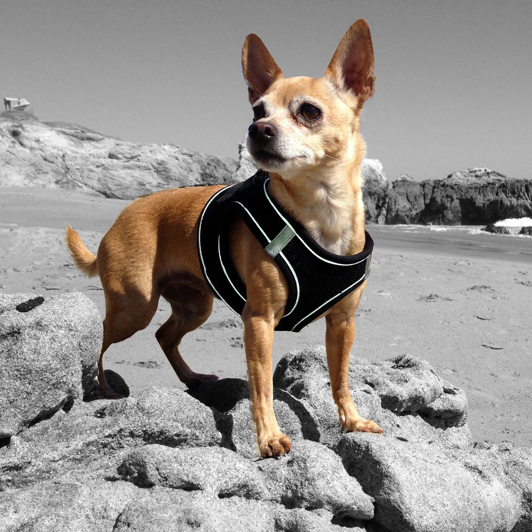 service dog vest petsmart