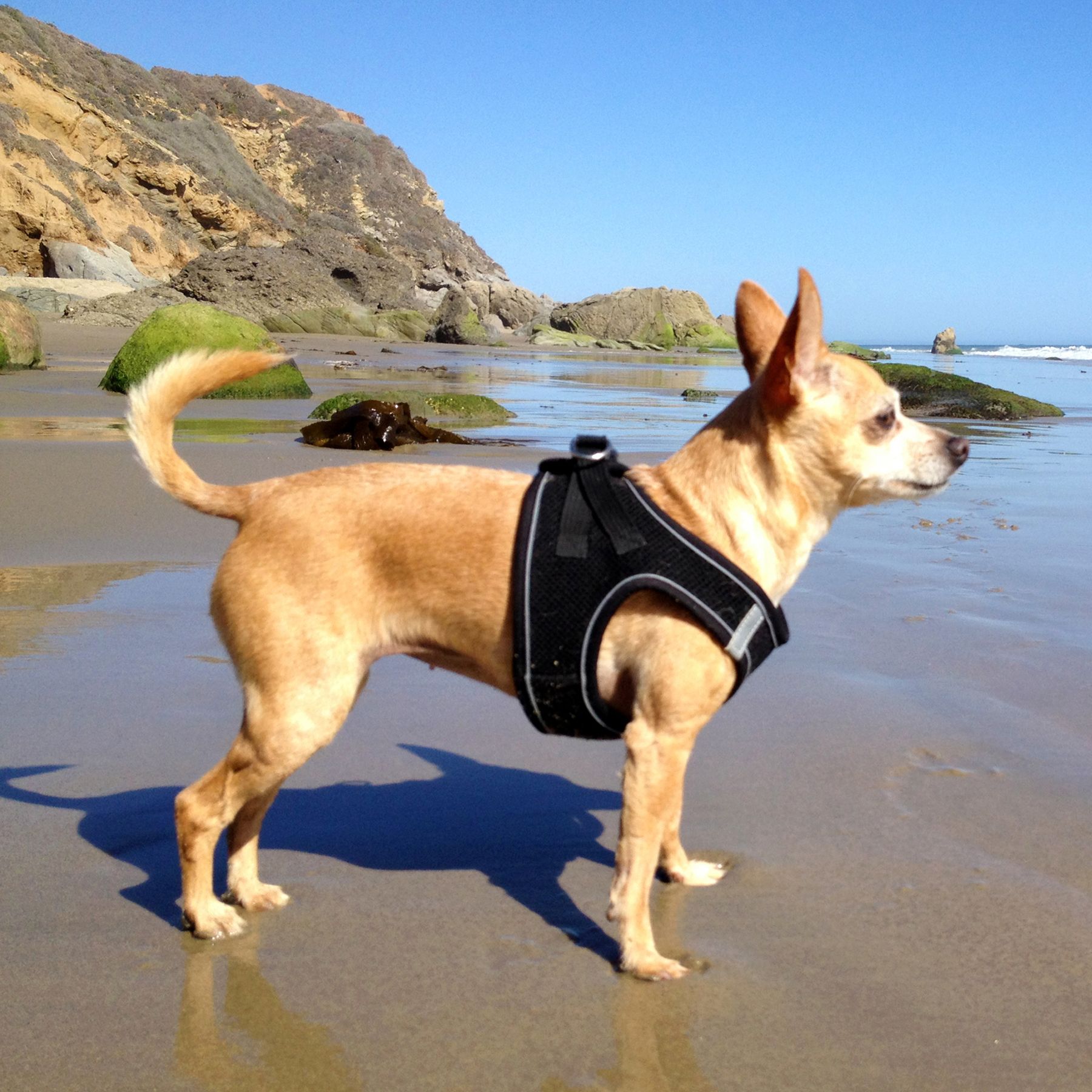 reflective dog vest petsmart