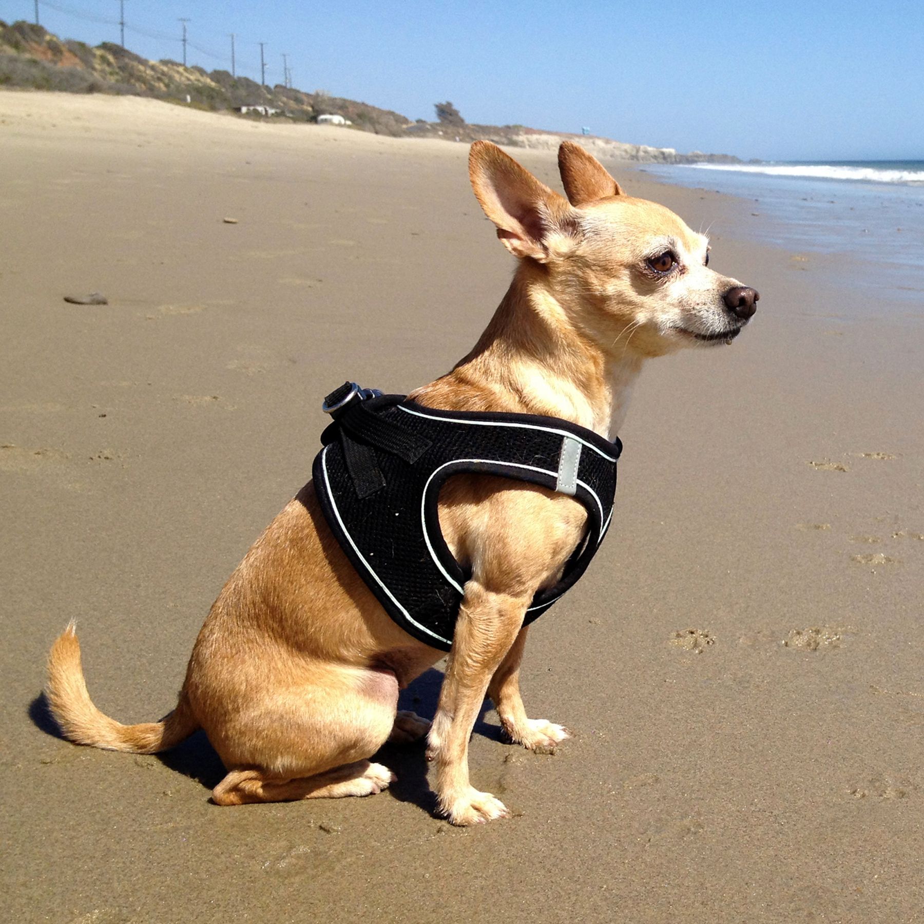 reflective dog vest petsmart