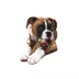 Nylabone® Alternative Femur Chew Dog Toy - Beef Flavor image thumbnail 4