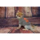 Product Cleveland Browns NFL Team Tee