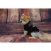 Pets First Las Vegas Raiders NFL Team Tee image thumbnail 2