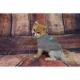 Product Philadelphia Eagles NFL Team Tee