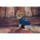 Product Tennessee Titans NFL Team Tee