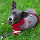 Product Arizona Cardinals NFL Hoodie Tee