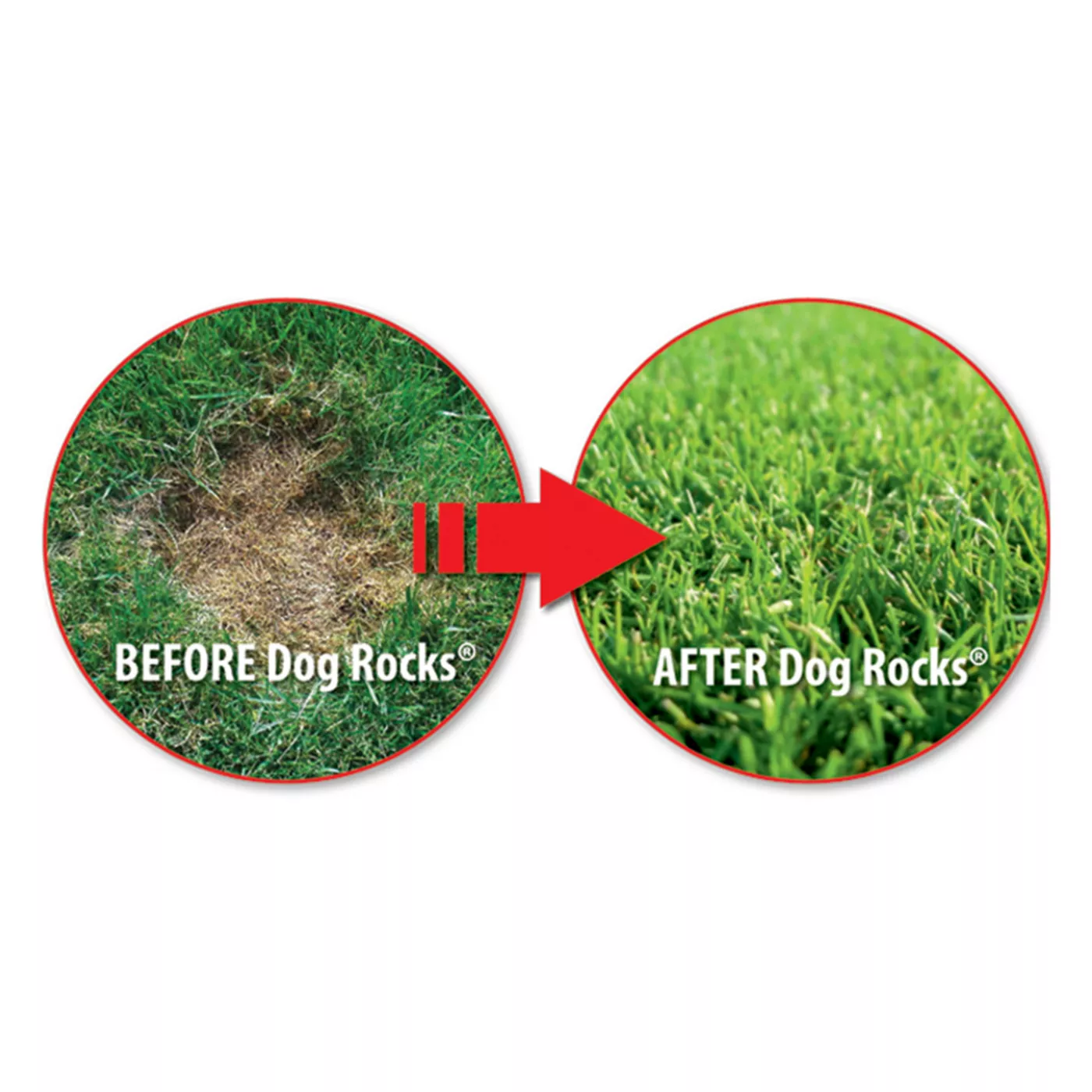 Dog Rocks Lawn Burn Patch Preventative