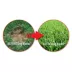 Dog Rocks® Lawn Burn Patch Preventative image thumbnail 2