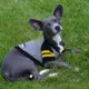 Product Green Bay Packers NFL Hoodie Tee