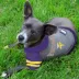 Minnesota Vikings NFL Hoodie Tee image thumbnail 2