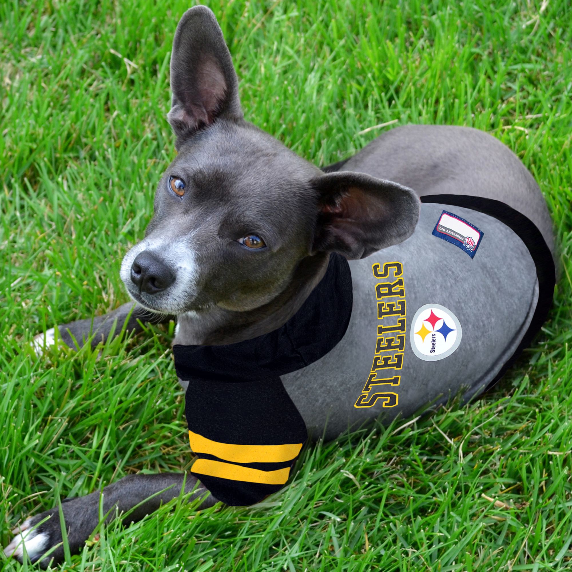 dog steelers hoodie