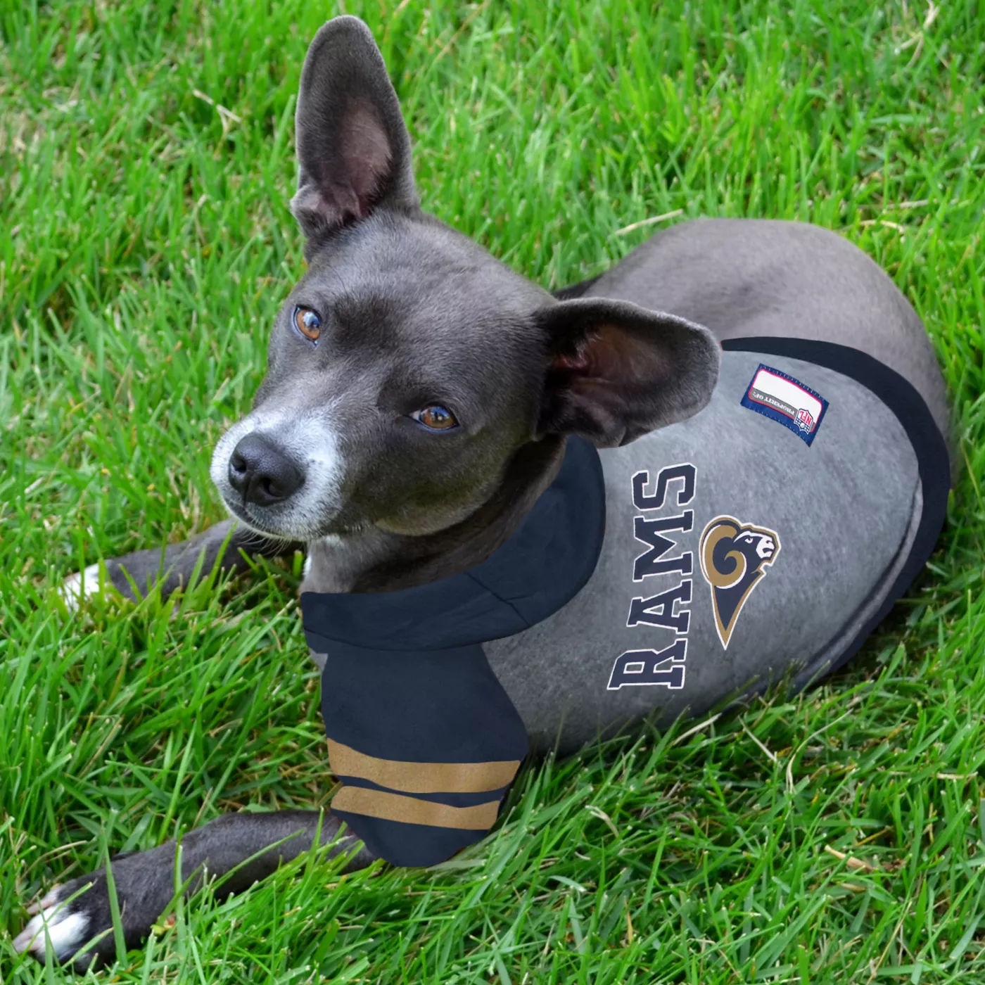 La rams dog collar best sale