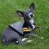 Pittsburgh Steelers NFL Hoodie Tee image thumbnail 3