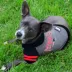 New England Patriots NFL Hoodie Tee image thumbnail 2