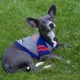 Product Buffalo Bills NFL Hoodie Tee