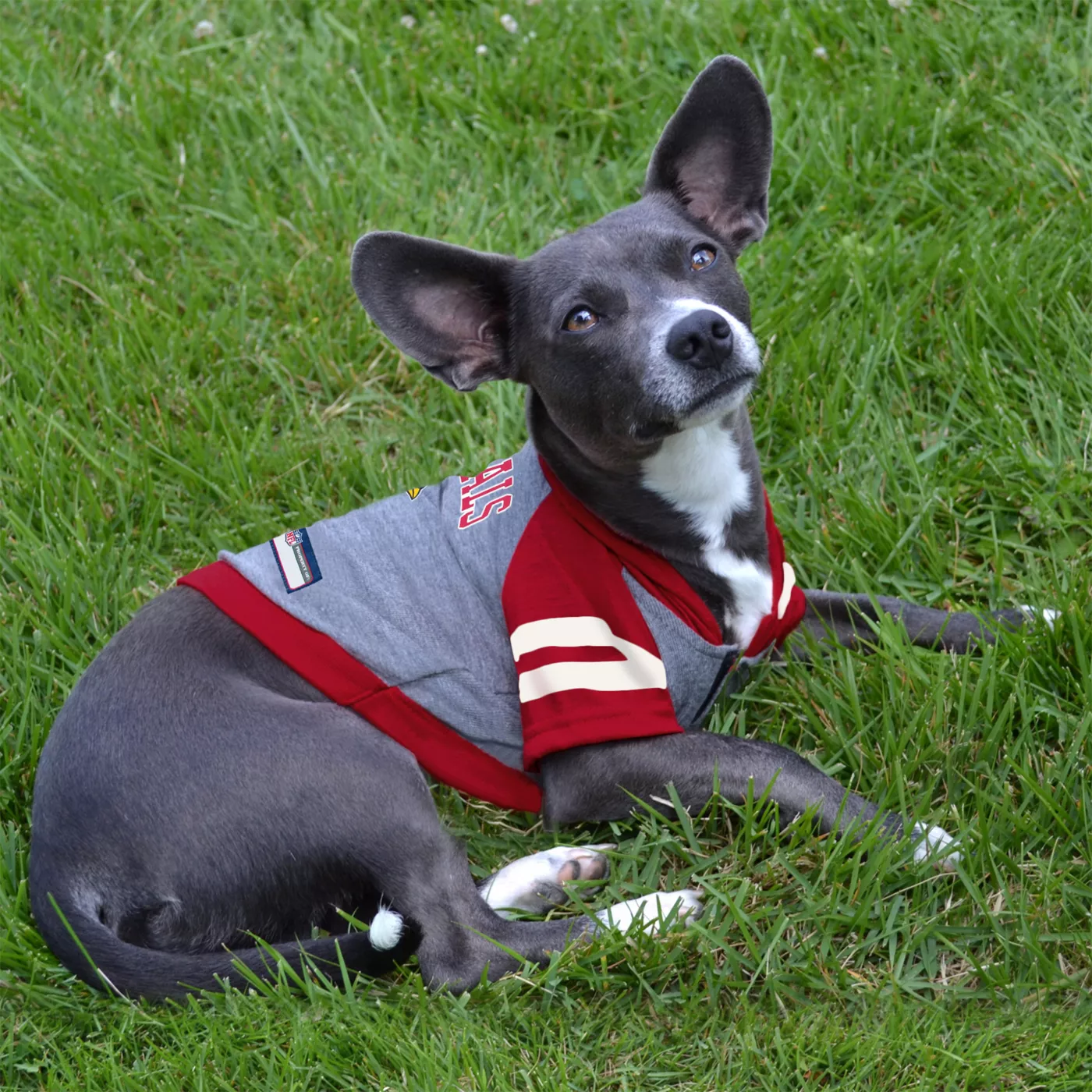 Arizona cardinals dog jersey best sale