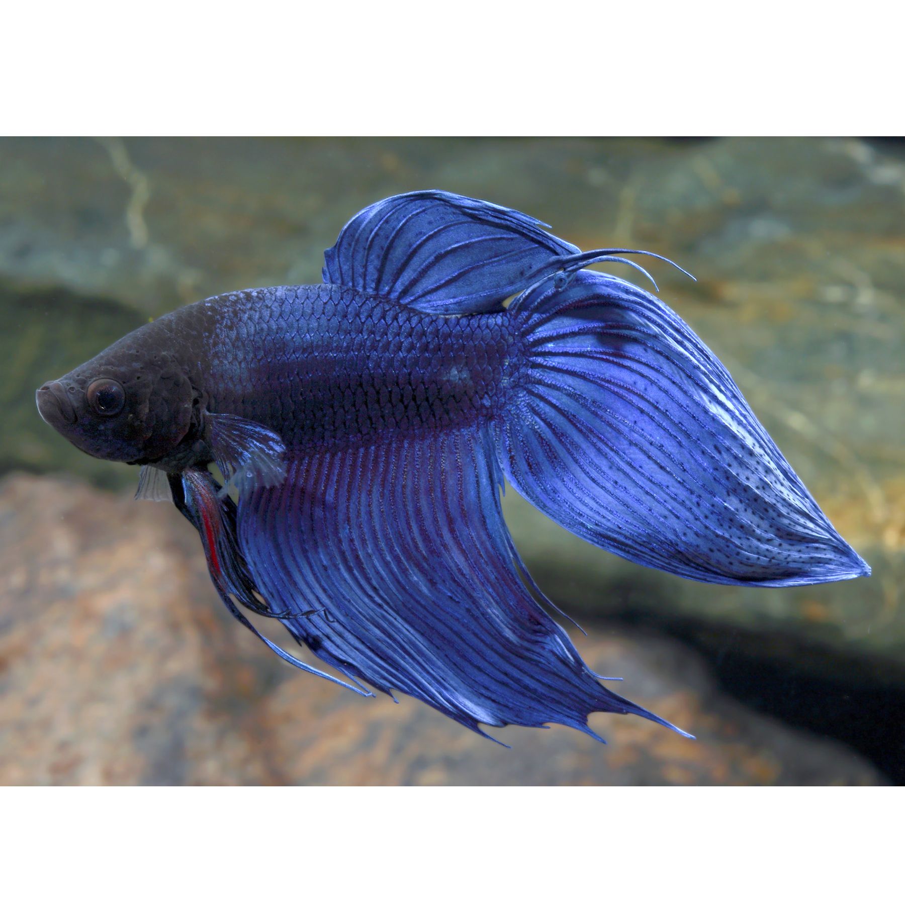 Pet Fish for Sale Tropical and Freshwater Fish PetSmart