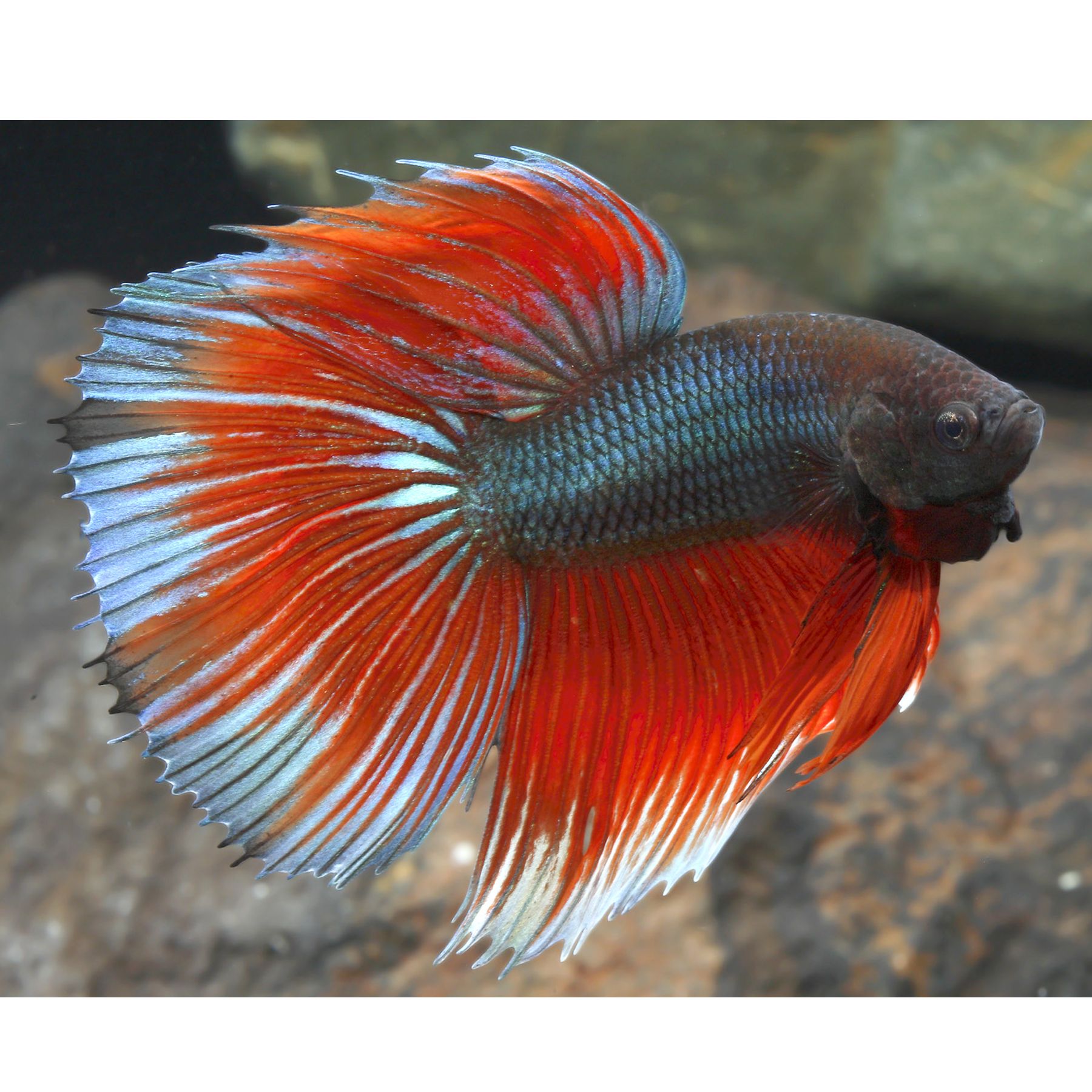 Half Moon Male Betta | fish Goldfish, Betta & More | PetSmart