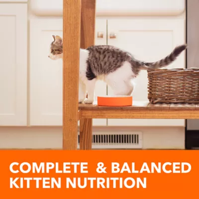 Iams kitten chow best sale