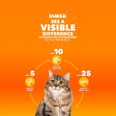 IAMS Proactive Health Indoor Adult Dry Cat Food Healthy Cat Chicken