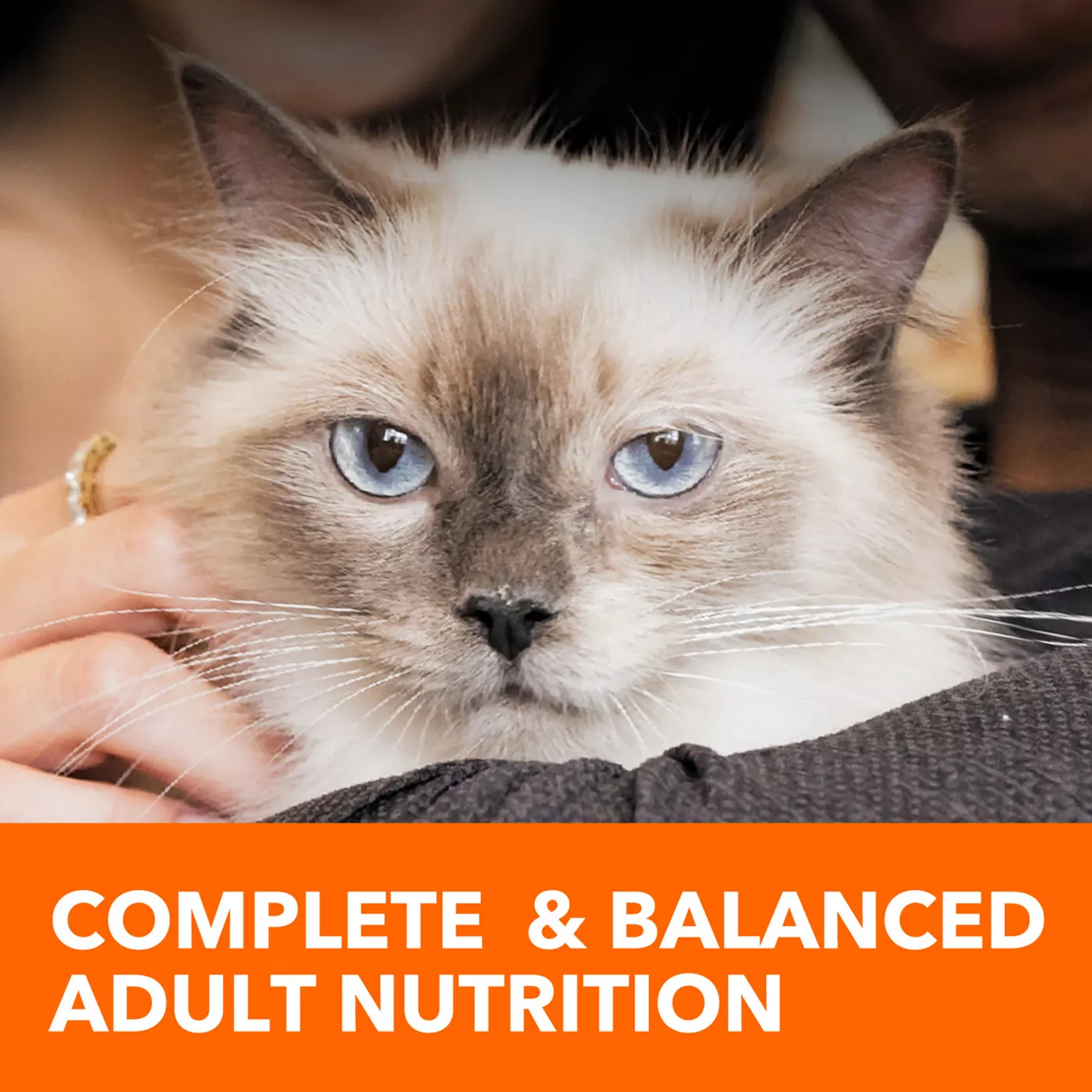 Iams healthy adult cat fashion