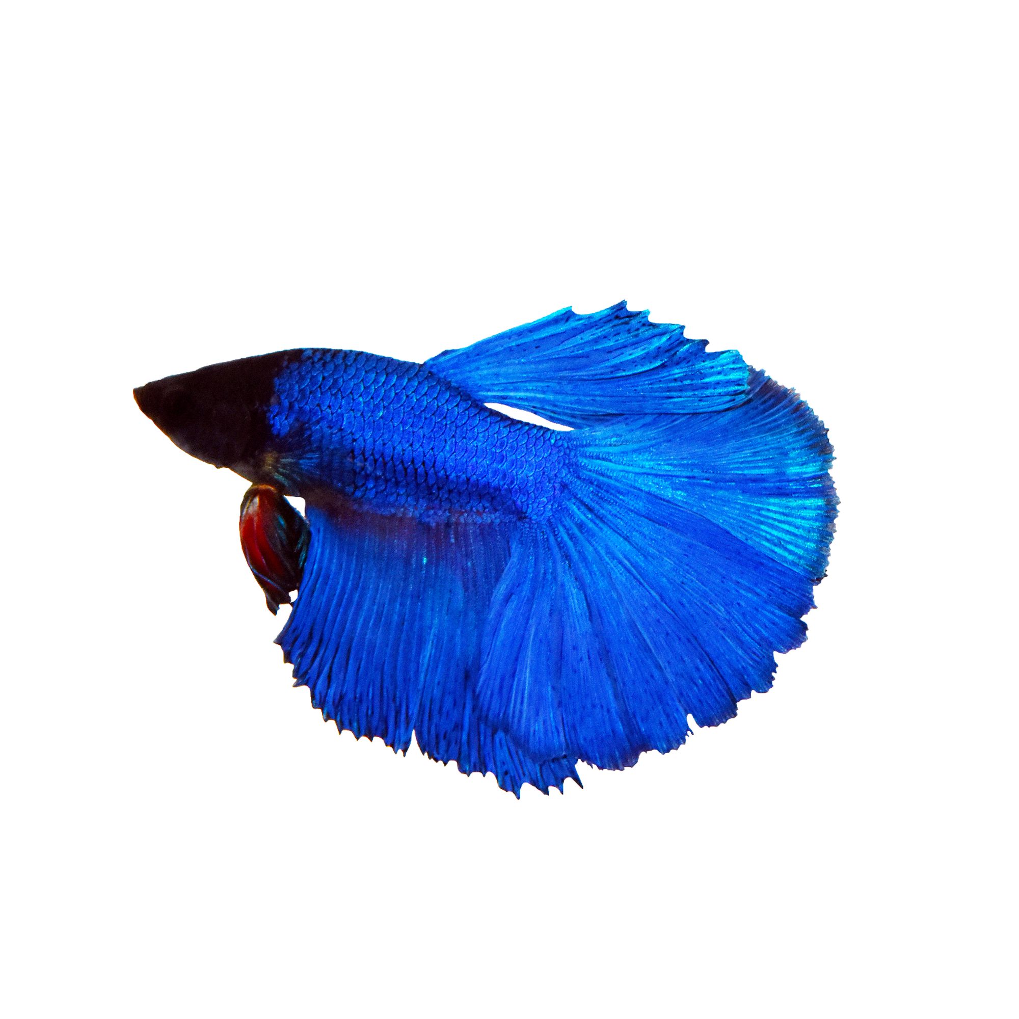 Rose Petal Male Betta