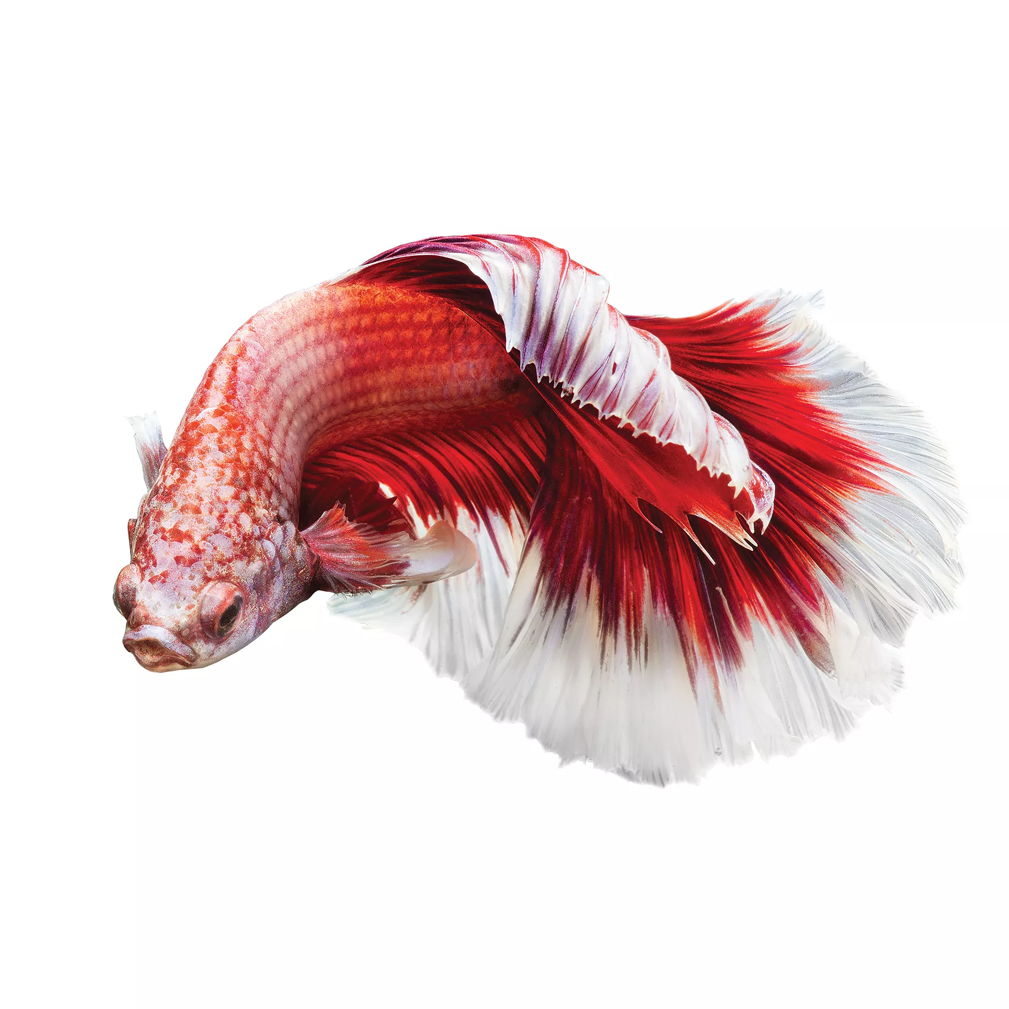 Premium Butterfly Male Betta Fish