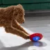 KONG® Gyro Ball Dog Toy image thumbnail 2