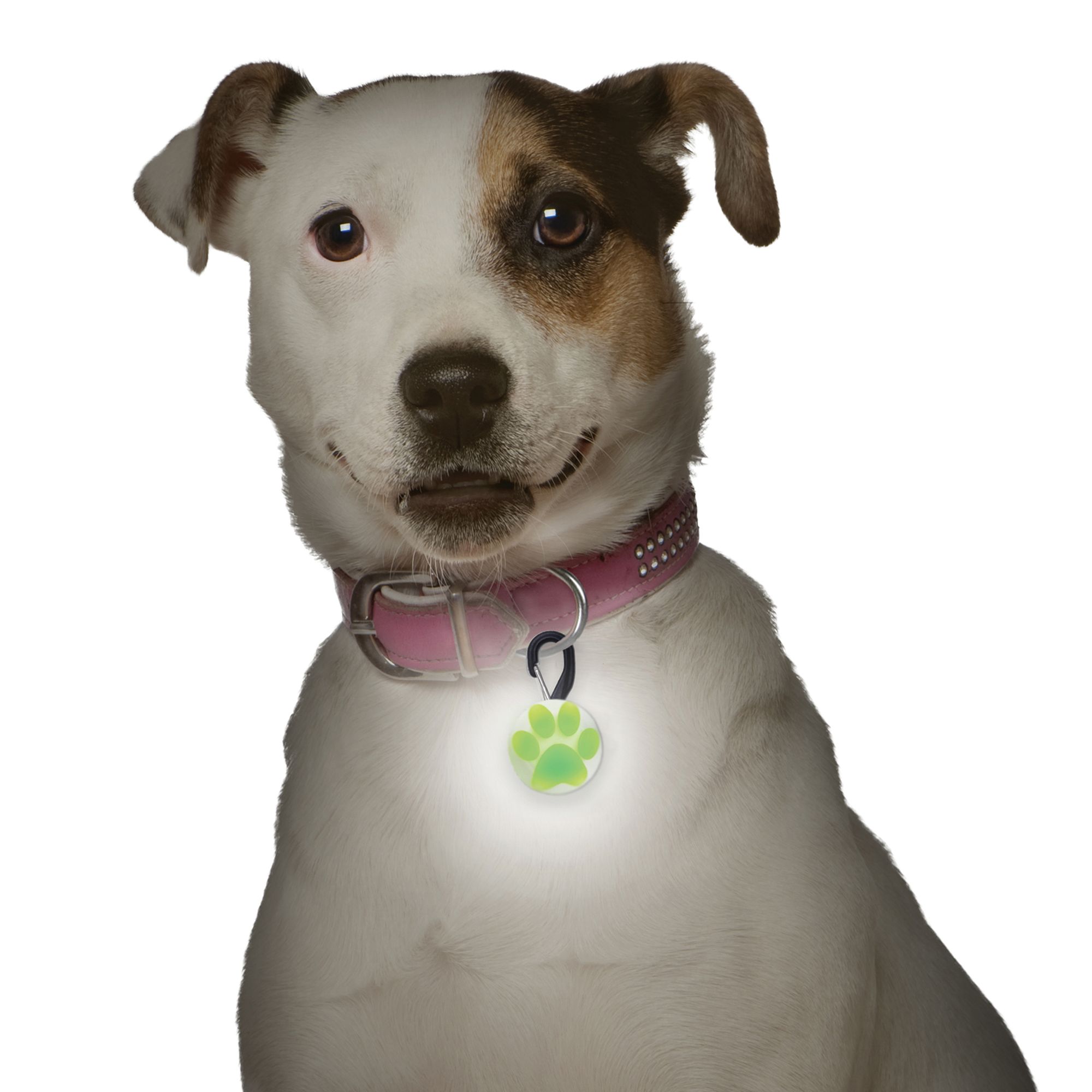 lighted dog collars petsmart