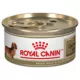 Product Royal Canin® Breed Health Nutrition™ Dachshund Adult Wet Dog Food