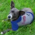 Atlanta Braves MLB Hoodie Tee image thumbnail 2