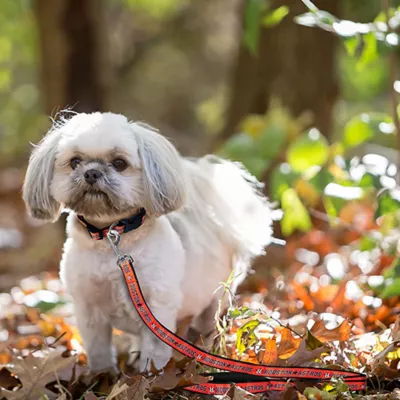 Product Houston Astros MLB Dog Leash