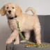 Oakland Athletics MLB Dog Leash image thumbnail 2