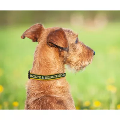 Product Oakland Athletics MLB Dog Collar