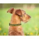 Product Oakland Athletics MLB Dog Collar