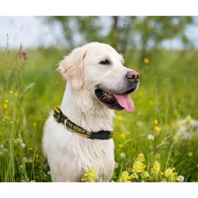 Product Oakland Athletics MLB Dog Collar