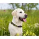 Product Oakland Athletics MLB Dog Collar