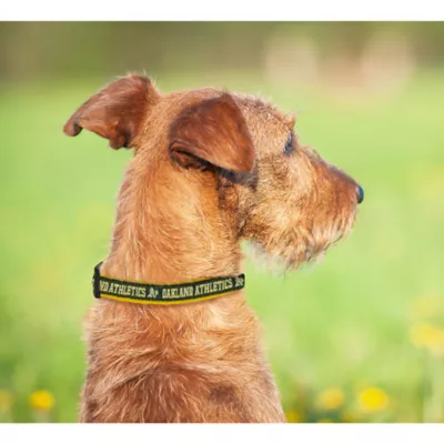 Product Oakland Athletics MLB Dog Collar