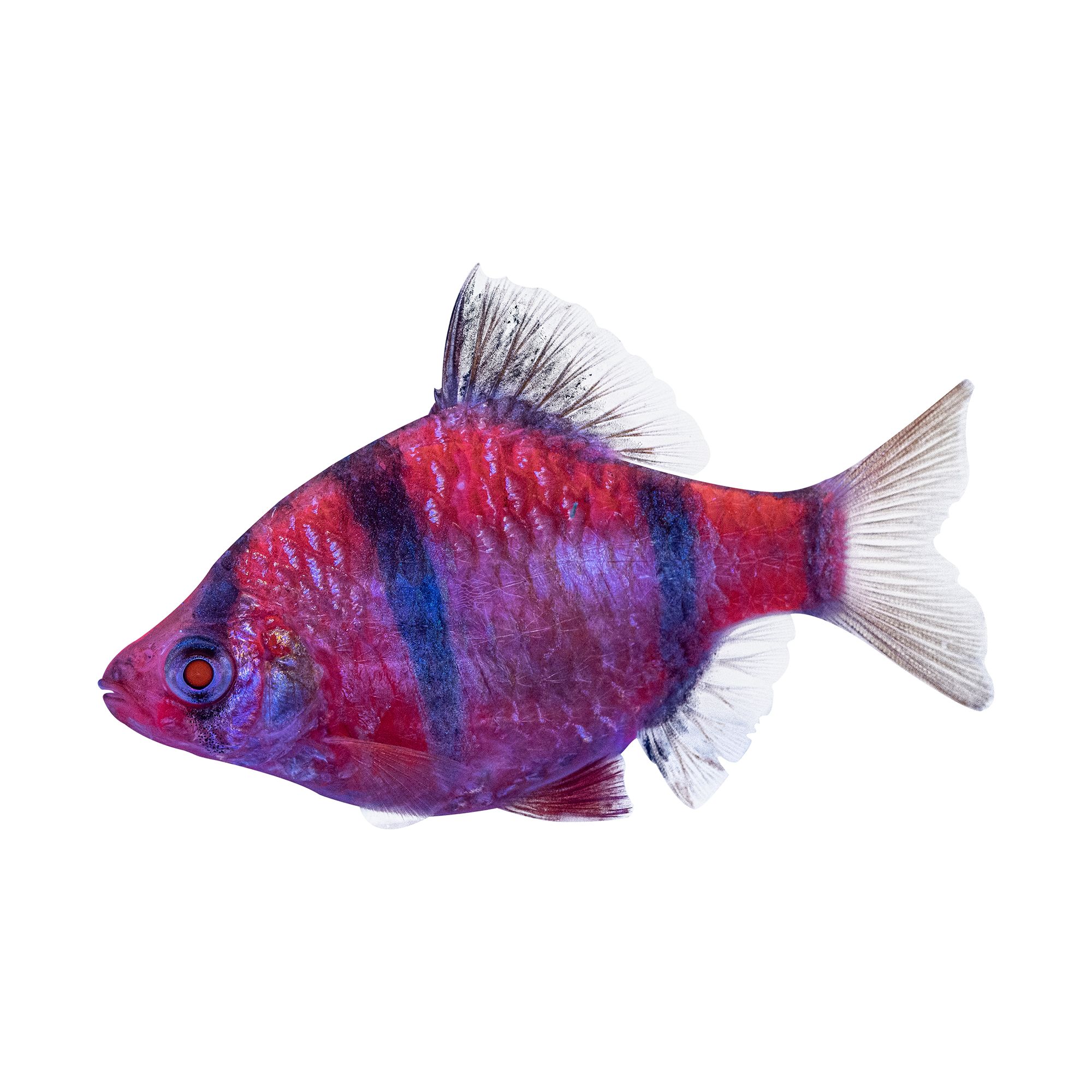 GloFish® Starfire Red Tiger Barb Fish 