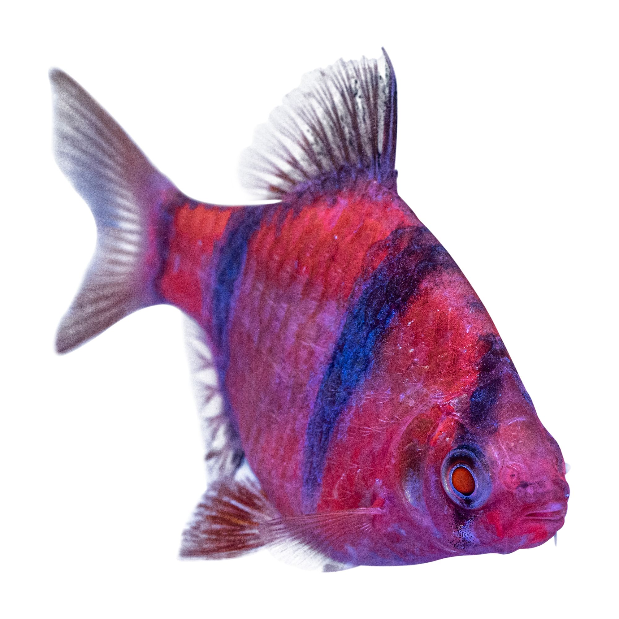 GloFish® Starfire Red Tiger Barb Fish - thumbnail 2