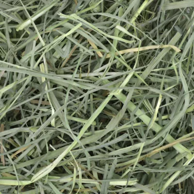 Product Oxbow Orchard Grass