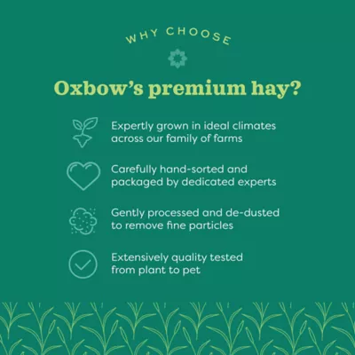 Product Oxbow Orchard Grass