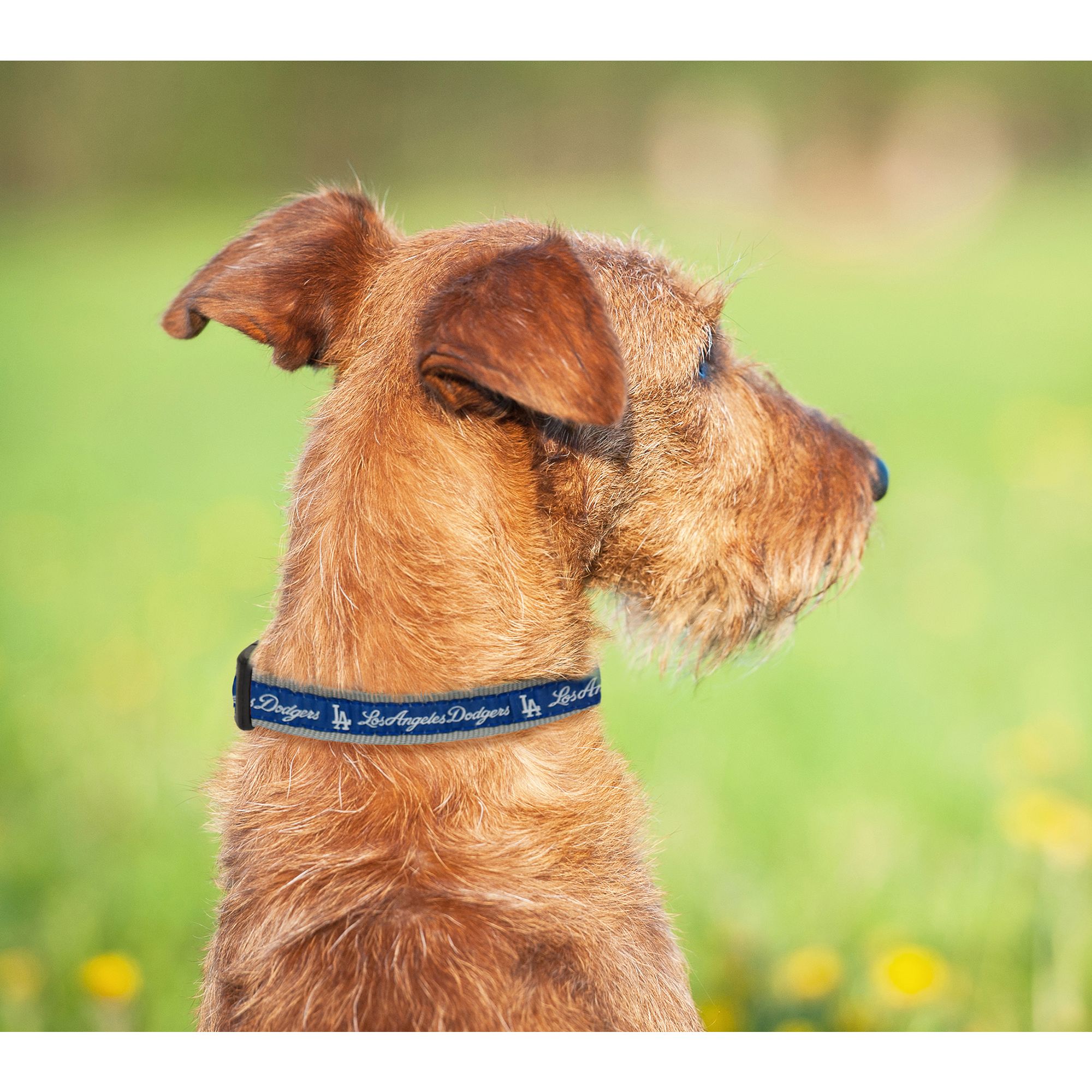 los angeles dodgers dog collar